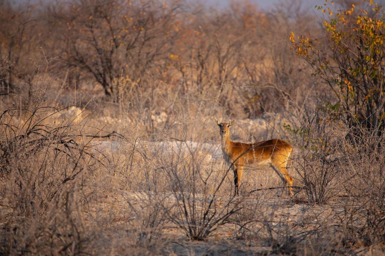 ホテル Etosha Trading Post Campsite オカウクエジョ エクステリア 写真